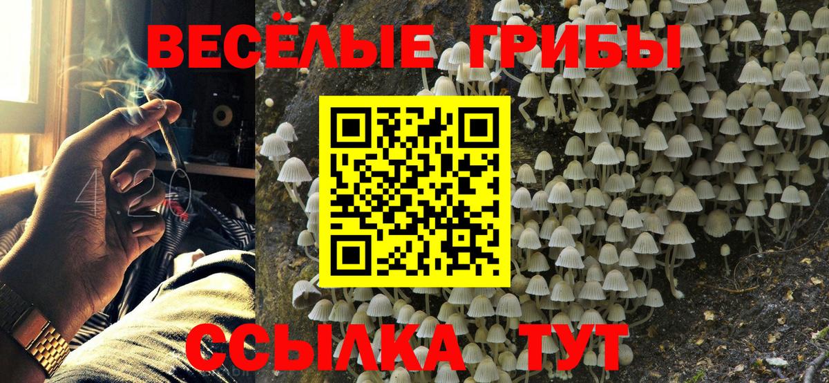 Псилоцибиновые грибы Psilocybine cubensis Котлас